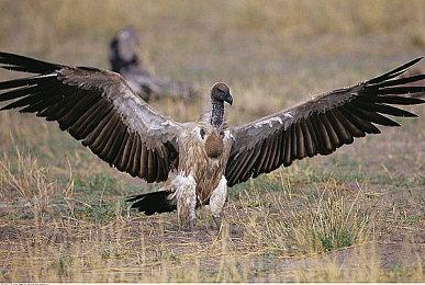 《命运2》19赛季将彻底移除地点限定资源材料